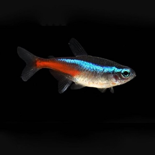 Paracheirodon innesi - Neontetra M